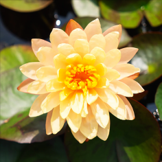 Nymphaea 'Mangkala Ubol Orange' (Medium Orange Water Lily)