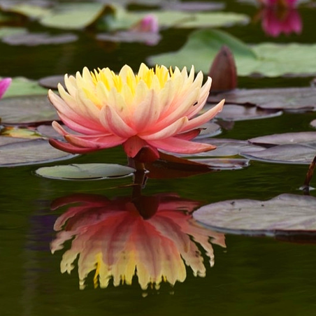 Nymphaea 'Mangkala Ubol Orange' (Medium Orange Water Lily)
