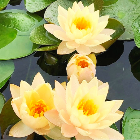 Nymphaea 'Mangkala Ubol Orange' (Medium Orange Water Lily)