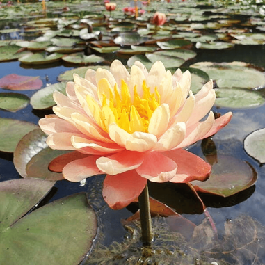 Nymphaea 'Mangkala Ubol Orange' (Medium Orange Water Lily)