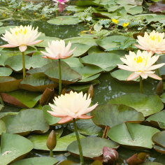 Nymphaea 'Mangkala Ubol Orange' (Medium Orange Water Lily) 2