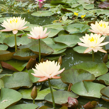 Nymphaea 'Mangkala Ubol Orange' (Medium Orange Water Lily)