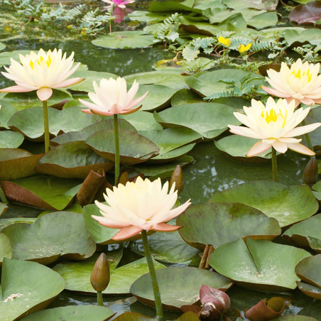Nymphaea 'Mangkala Ubol Orange' (Medium Orange Water Lily)