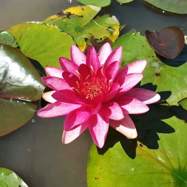 Nymphaea 'Burgundy Princess' (Red Medium Water Lily)