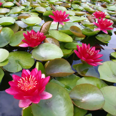 Nymphaea 'Burgundy Princess' (Red Medium Water Lily) 2