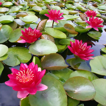 Nymphaea 'Burgundy Princess' (Red Medium Water Lily)