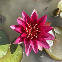 Nymphaea 'Burgundy Princess' (Red Medium Water Lily)