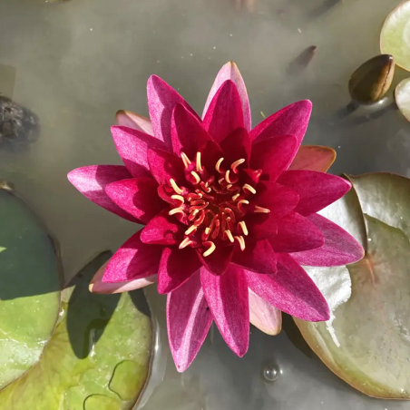 Nymphaea 'Burgundy Princess' (Red Medium Water Lily)