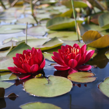 Nymphaea 'Burgundy Princess' (Red Medium Water Lily)