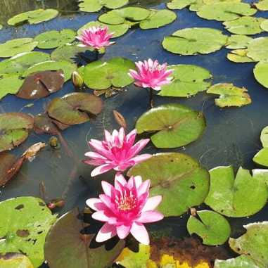Nymphaea 'Burgundy Princess' (Red Medium Water Lily)