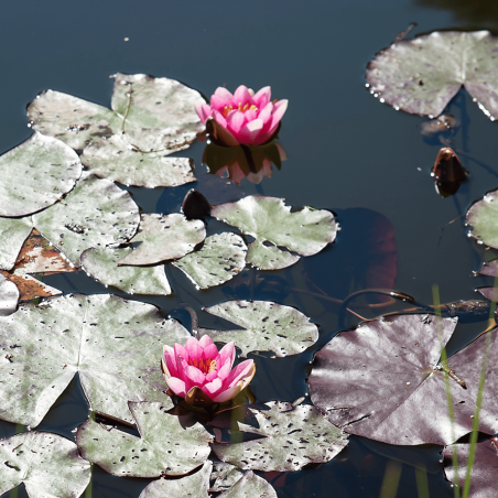 Nymphaea 'Burgundy Princess' (Red Medium Water Lily)