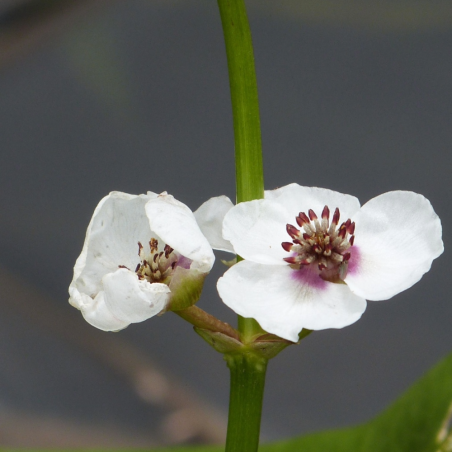 Sagittaria sagittifolia (Arrowhead)