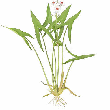 Sagittaria sagittifolia (Arrowhead)