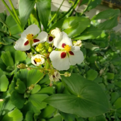 Sagittaria sagittifolia (Arrowhead) 2