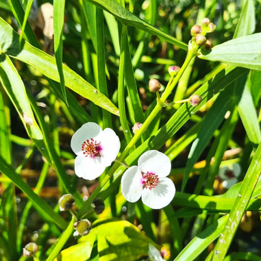Sagittaria sagittifolia (Arrowhead)