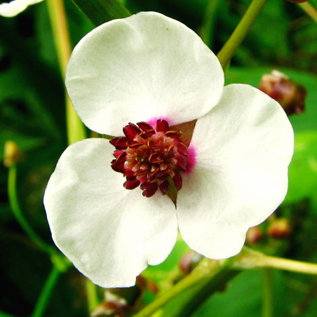 Sagittaria sagittifolia (Arrowhead)