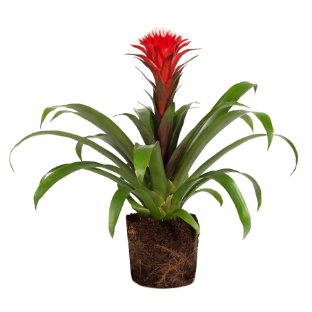 Bromelia Guzmania