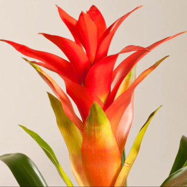 Bromelia Guzmania
