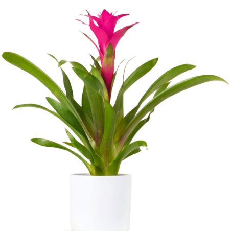 Bromelia Guzmania