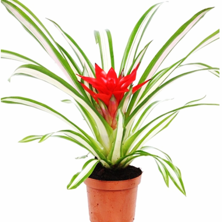 Bromelia Guzmania