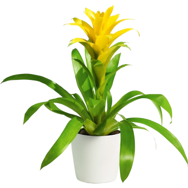 Bromelia Guzmania