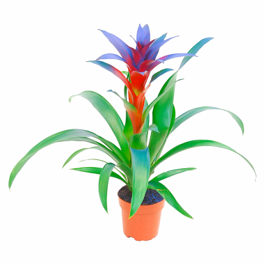 Bromelia Guzmania