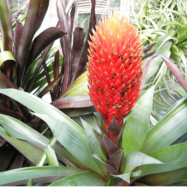 Bromelia Guzmania