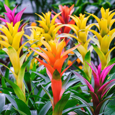 Bromelia Guzmania 2