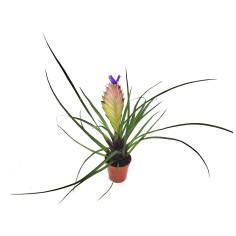 Bromelia Tillandsia
