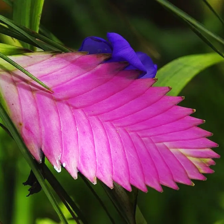 Bromelia Tillandsia