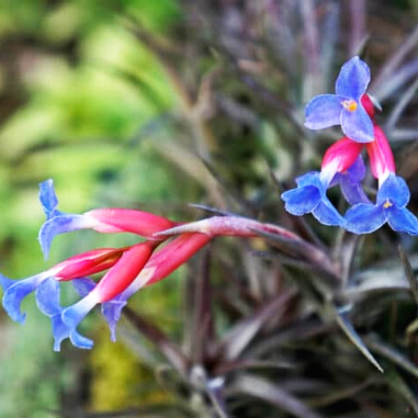 Bromelia Tillandsia