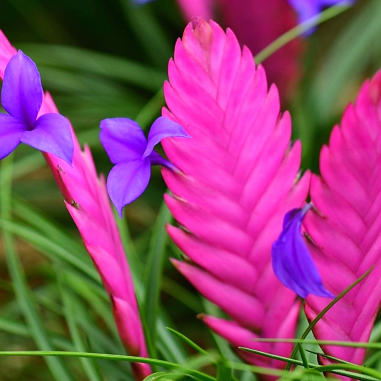 Bromelia Tillandsia