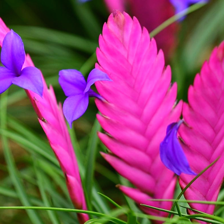 Bromelia Tillandsia