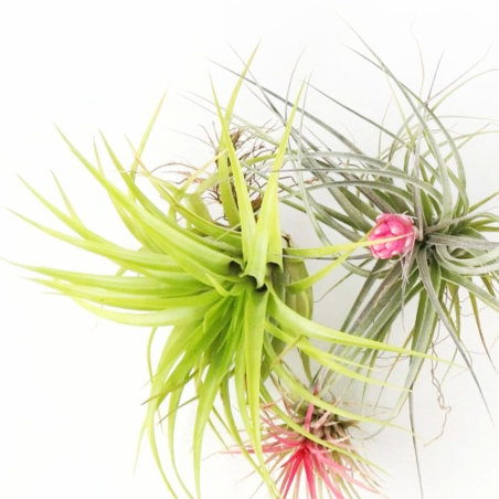 Bromelia Tillandsia