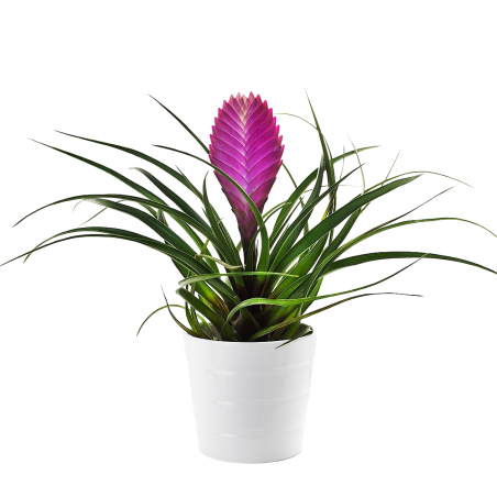 Bromelia Tillandsia