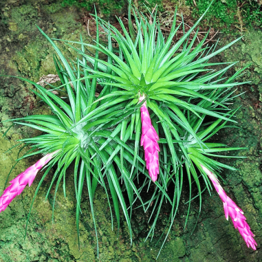 Bromelia Tillandsia