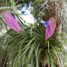 Bromelia Tillandsia 2