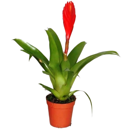 Bromelia Vriesea