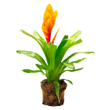 Bromelia Vriesea