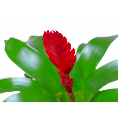 Bromelia Vriesea