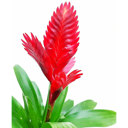 Bromelia Vriesea