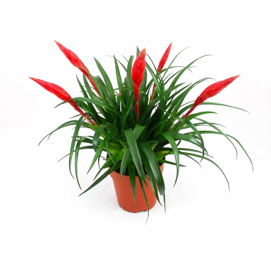 Bromelia Vriesea