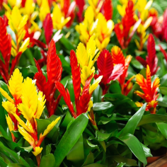 Bromelia Vriesea 2