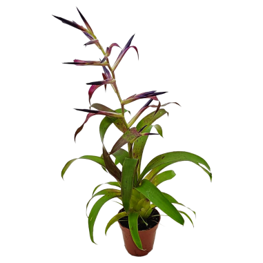Bromelia Vriesea