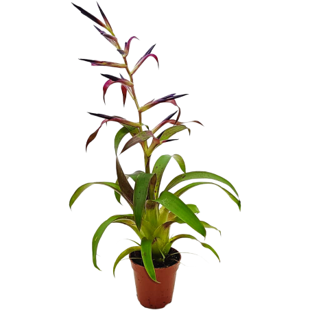 Bromelia Vriesea