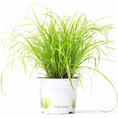 Cyperus zumula (Erba gatta)