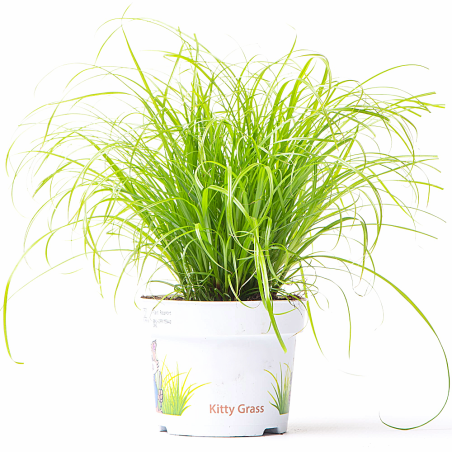Cyperus zumula (Erba gatta)