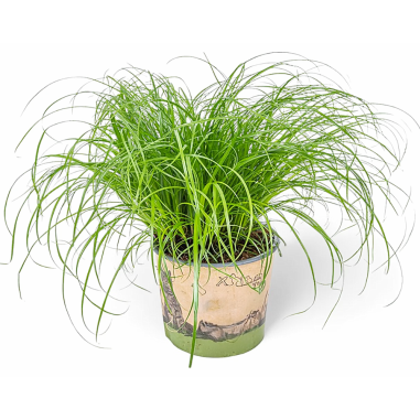 Cyperus zumula (Erba gatta)