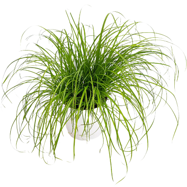 Cyperus zumula (Erba gatta)