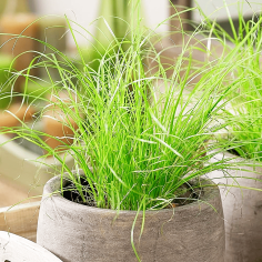 Cyperus zumula (Erba gatta) 2